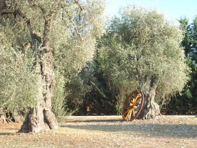 Vila La Piana Di Calena Peschici Pokoj fotografie